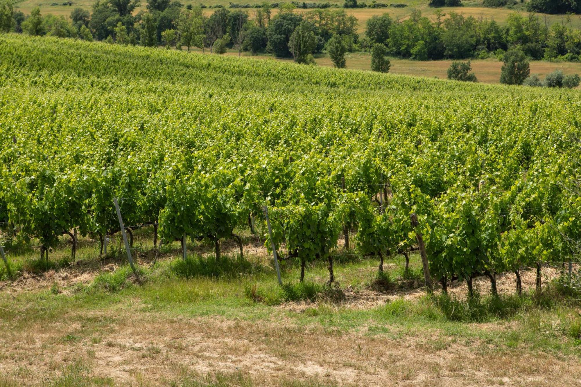 Vittoria Chianti Vacations Poggibonsi Exterior foto